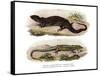 Tree Skink-null-Framed Stretched Canvas