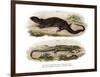 Tree Skink-null-Framed Giclee Print