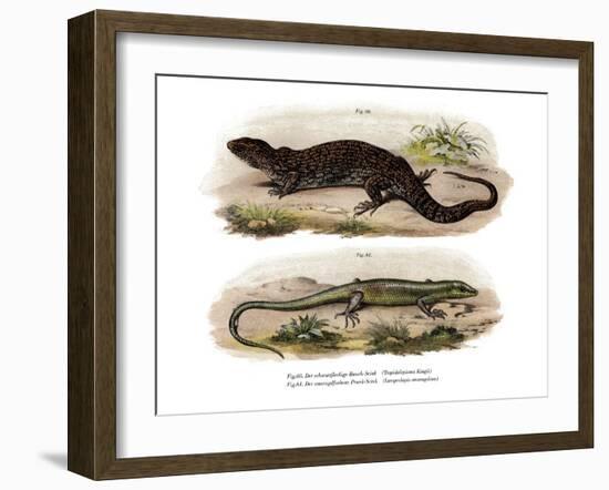 Tree Skink-null-Framed Giclee Print