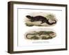 Tree Skink-null-Framed Giclee Print