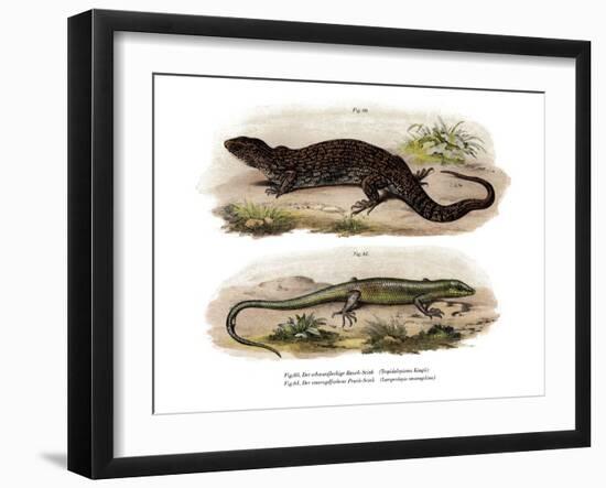 Tree Skink-null-Framed Giclee Print