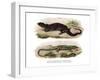 Tree Skink-null-Framed Giclee Print