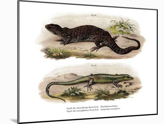 Tree Skink-null-Mounted Giclee Print