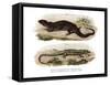 Tree Skink-null-Framed Stretched Canvas