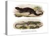 Tree Skink-null-Stretched Canvas