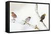 Tree Sparrow , Male Chaffinch and a Male Yellowhammer on Snowy Branch. Perthshire, UK, December-Fergus Gill-Framed Stretched Canvas