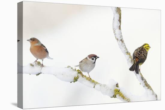 Tree Sparrow , Male Chaffinch and a Male Yellowhammer on Snowy Branch. Perthshire, UK, December-Fergus Gill-Stretched Canvas