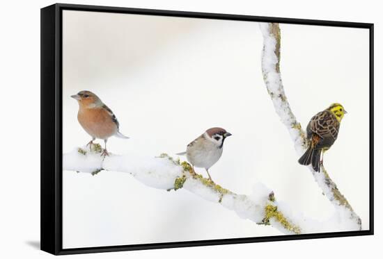 Tree Sparrow , Male Chaffinch and a Male Yellowhammer on Snowy Branch. Perthshire, UK, December-Fergus Gill-Framed Stretched Canvas