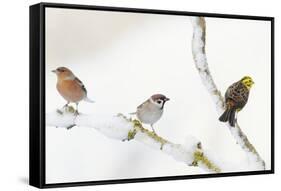 Tree Sparrow , Male Chaffinch and a Male Yellowhammer on Snowy Branch. Perthshire, UK, December-Fergus Gill-Framed Stretched Canvas