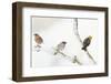Tree Sparrow , Male Chaffinch and a Male Yellowhammer on Snowy Branch. Perthshire, UK, December-Fergus Gill-Framed Photographic Print