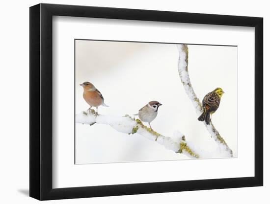 Tree Sparrow , Male Chaffinch and a Male Yellowhammer on Snowy Branch. Perthshire, UK, December-Fergus Gill-Framed Photographic Print