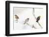 Tree Sparrow , Male Chaffinch and a Male Yellowhammer on Snowy Branch. Perthshire, UK, December-Fergus Gill-Framed Photographic Print