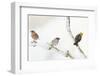 Tree Sparrow , Male Chaffinch and a Male Yellowhammer on Snowy Branch. Perthshire, UK, December-Fergus Gill-Framed Photographic Print