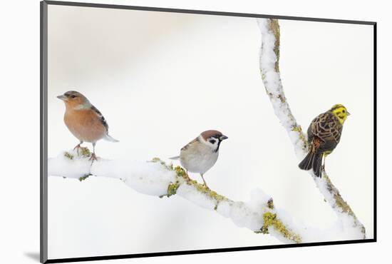 Tree Sparrow , Male Chaffinch and a Male Yellowhammer on Snowy Branch. Perthshire, UK, December-Fergus Gill-Mounted Photographic Print