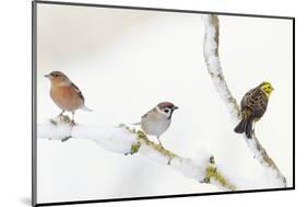 Tree Sparrow , Male Chaffinch and a Male Yellowhammer on Snowy Branch. Perthshire, UK, December-Fergus Gill-Mounted Photographic Print