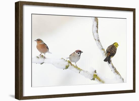 Tree Sparrow , Male Chaffinch and a Male Yellowhammer on Snowy Branch. Perthshire, UK, December-Fergus Gill-Framed Photographic Print