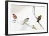 Tree Sparrow , Male Chaffinch and a Male Yellowhammer on Snowy Branch. Perthshire, UK, December-Fergus Gill-Framed Photographic Print