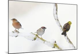 Tree Sparrow , Male Chaffinch and a Male Yellowhammer on Snowy Branch. Perthshire, UK, December-Fergus Gill-Mounted Photographic Print