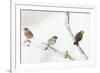 Tree Sparrow , Male Chaffinch and a Male Yellowhammer on Snowy Branch. Perthshire, UK, December-Fergus Gill-Framed Photographic Print