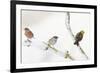 Tree Sparrow , Male Chaffinch and a Male Yellowhammer on Snowy Branch. Perthshire, UK, December-Fergus Gill-Framed Photographic Print