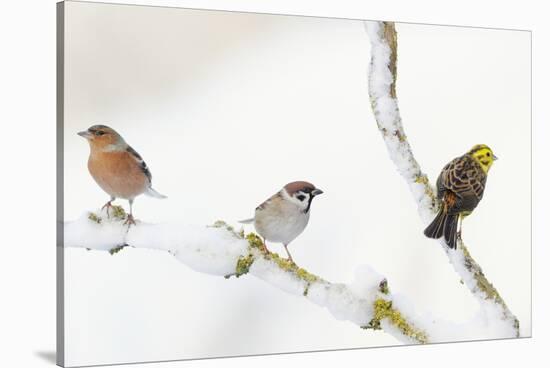 Tree Sparrow , Male Chaffinch and a Male Yellowhammer on Snowy Branch. Perthshire, UK, December-Fergus Gill-Stretched Canvas
