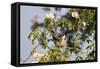 Tree Sparrow (Passer Montanus) Displaying in Rose Bush, Slovakia, Europe, May 2009-Wothe-Framed Stretched Canvas