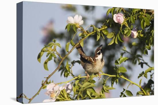 Tree Sparrow (Passer Montanus) Displaying in Rose Bush, Slovakia, Europe, May 2009-Wothe-Stretched Canvas