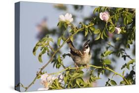 Tree Sparrow (Passer Montanus) Displaying in Rose Bush, Slovakia, Europe, May 2009-Wothe-Stretched Canvas