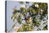 Tree Sparrow (Passer Montanus) Displaying in Rose Bush, Slovakia, Europe, May 2009-Wothe-Stretched Canvas