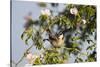 Tree Sparrow (Passer Montanus) Displaying in Rose Bush, Slovakia, Europe, May 2009-Wothe-Stretched Canvas