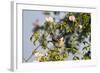 Tree Sparrow (Passer Montanus) Displaying in Rose Bush, Slovakia, Europe, May 2009-Wothe-Framed Photographic Print