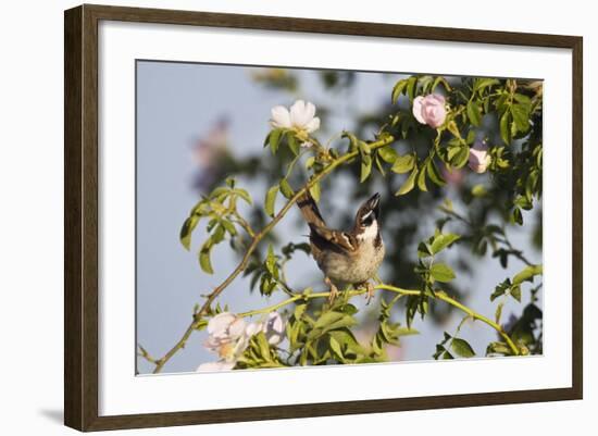 Tree Sparrow (Passer Montanus) Displaying in Rose Bush, Slovakia, Europe, May 2009-Wothe-Framed Photographic Print