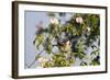 Tree Sparrow (Passer Montanus) Displaying in Rose Bush, Slovakia, Europe, May 2009-Wothe-Framed Photographic Print