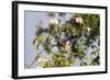 Tree Sparrow (Passer Montanus) Displaying in Rose Bush, Slovakia, Europe, May 2009-Wothe-Framed Photographic Print