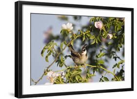 Tree Sparrow (Passer Montanus) Displaying in Rose Bush, Slovakia, Europe, May 2009-Wothe-Framed Photographic Print