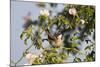 Tree Sparrow (Passer Montanus) Displaying in Rose Bush, Slovakia, Europe, May 2009-Wothe-Mounted Photographic Print