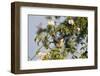 Tree Sparrow (Passer Montanus) Displaying in Rose Bush, Slovakia, Europe, May 2009-Wothe-Framed Photographic Print