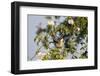 Tree Sparrow (Passer Montanus) Displaying in Rose Bush, Slovakia, Europe, May 2009-Wothe-Framed Photographic Print