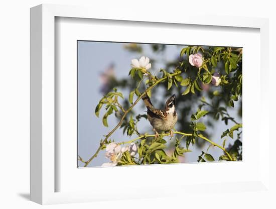 Tree Sparrow (Passer Montanus) Displaying in Rose Bush, Slovakia, Europe, May 2009-Wothe-Framed Photographic Print