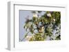 Tree Sparrow (Passer Montanus) Displaying in Rose Bush, Slovakia, Europe, May 2009-Wothe-Framed Photographic Print