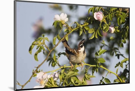 Tree Sparrow (Passer Montanus) Displaying in Rose Bush, Slovakia, Europe, May 2009-Wothe-Mounted Photographic Print