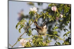 Tree Sparrow (Passer Montanus) Displaying in Rose Bush, Slovakia, Europe, May 2009-Wothe-Mounted Photographic Print