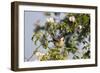 Tree Sparrow (Passer Montanus) Displaying in Rose Bush, Slovakia, Europe, May 2009-Wothe-Framed Photographic Print