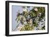 Tree Sparrow (Passer Montanus) Displaying in Rose Bush, Slovakia, Europe, May 2009-Wothe-Framed Photographic Print