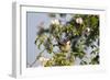 Tree Sparrow (Passer Montanus) Displaying in Rose Bush, Slovakia, Europe, May 2009-Wothe-Framed Photographic Print