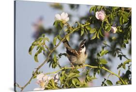Tree Sparrow (Passer Montanus) Displaying in Rose Bush, Slovakia, Europe, May 2009-Wothe-Stretched Canvas