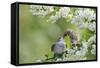 Tree Sparrow (Passer Montanus) Feeding A Fledgling-Fergus Gill-Framed Stretched Canvas