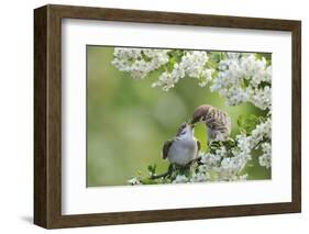 Tree Sparrow (Passer Montanus) Feeding A Fledgling-Fergus Gill-Framed Photographic Print
