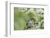 Tree Sparrow (Passer Montanus) Feeding A Fledgling-Fergus Gill-Framed Photographic Print