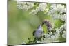 Tree Sparrow (Passer Montanus) Feeding A Fledgling-Fergus Gill-Mounted Photographic Print